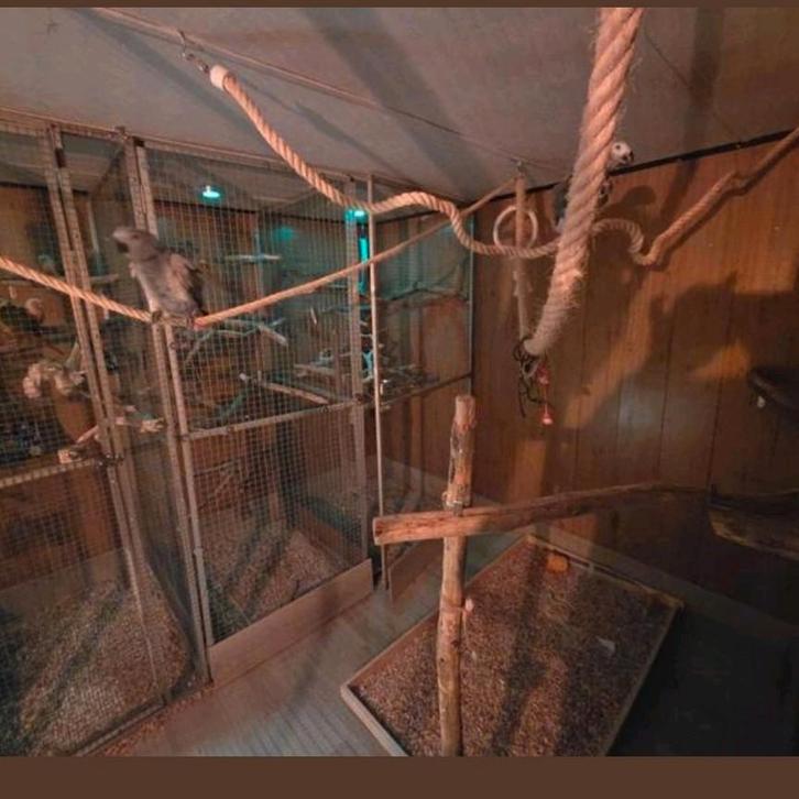 Vogelhotel+vogelopvang, Dieren en Toebehoren, Vogels | Parkieten en Papegaaien