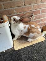 Mooie gele lotharinger ram, Dieren en Toebehoren, Mannelijk, Groot