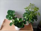 3 kamerplanten set 20 - 45 cm, Ophalen, Overige soorten, Halfschaduw, In pot