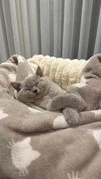 Britse korthaar poesje, Dieren en Toebehoren, Poes