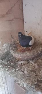 Ekster tuimelaar hoogvlieger, Dieren en Toebehoren, Meerdere dieren