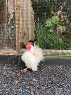 Serama haan te ruil zijdeveder/ zijdeveer, Dieren en Toebehoren, Mannelijk, Kip