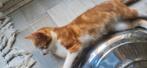 Gratis, Dieren en Toebehoren, Katten en Kittens | Overige Katten, Poes, Kortharig, 0 tot 2 jaar