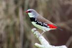 Diamantvinken - stagonopleura guttata, Meerdere dieren, Tropenvogel, Geringd