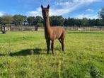 2 alpaca hengsten te koop, Dieren en Toebehoren, Overige Dieren, April, Mannelijk