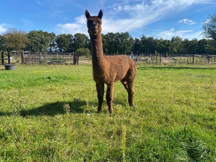 2 alpaca hengsten te koop, Dieren en Toebehoren, Overige Dieren, Mannelijk, April