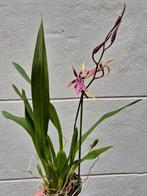 Orchidee Brassia Geurend p12 (2), Huis en Inrichting, Kamerplanten, Ophalen of Verzenden, Overige soorten, Minder dan 100 cm
