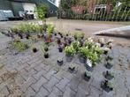 Gratis beplantingsplan!! Tuin advies, border inrichten??, Tuin en Terras, Ophalen, Overige soorten, Struik, Minder dan 100 cm