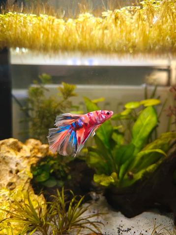 Betta Splendens Half Moon Koi beschikbaar voor biedingen