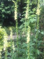 Vingerhoedskruid, Digitalis lutea lichtgeel, Ophalen of Verzenden, Lente, Vaste plant, Volle zon