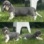 Zeer mooi blue tan kaninchen/dwergteckel reutje, Dieren en Toebehoren, Honden | Teckels en Dashonden, Kaninchen, België, Fokker | Hobbymatig