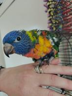 Lori van de blauwe bergen, Dieren en Toebehoren, Mannelijk, Parkiet