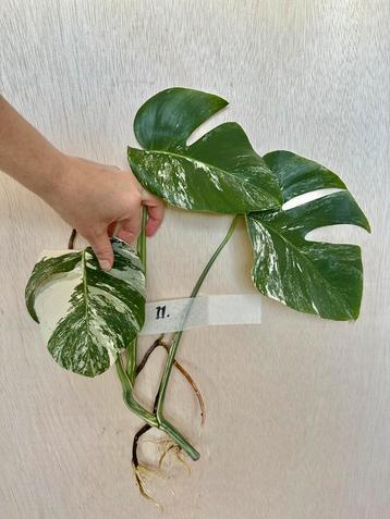 Monstera Albo stek met veel nieuwe wortels beschikbaar voor biedingen
