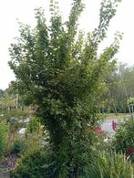 Abrikozenboom, Ophalen of Verzenden, Overige soorten, 100 tot 250 cm
