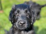 Te koop mooie gezonde speelse zwarte labradoodle pups, Dieren en Toebehoren, Honden | Retrievers, Spaniëls en Waterhonden, Nederland