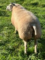 Beste Stamboek Texelaar dekram, Dieren en Toebehoren, Schapen, Geiten en Varkens, Mannelijk, Schaap