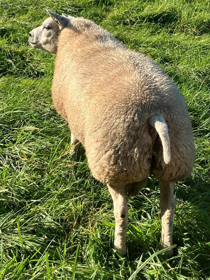 Beste Stamboek Texelaar dekram, Dieren en Toebehoren, Schapen, Geiten en Varkens, Schaap, Mannelijk