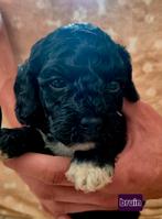 Thuis nestje Maltipoo F1B!  Summer love️, Dieren en Toebehoren, Poedel, CDV (hondenziekte), 8 tot 15 weken, Meerdere