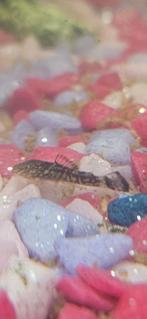 Algeneters, Ophalen of Verzenden, Plant(en), Steen of Hout