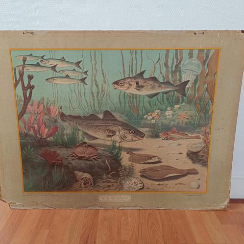 Schoolplaat twee kanten, Antiek en Kunst, Antiek | Schoolplaten, Natuur en Biologie, Ophalen