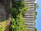 Tuinplanten, Tuin en Terras, Planten | Tuinplanten, Ophalen, Zomer, Overige soorten, Volle zon