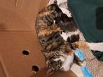3 lieve kittens!, Dieren en Toebehoren, Meerdere dieren