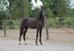 Lieve jaarling hengst (Powerbank x Glamourdale), Dieren en Toebehoren, Paarden, Minder dan 160 cm, Gechipt, Dressuurpaard, 0 tot 2 jaar