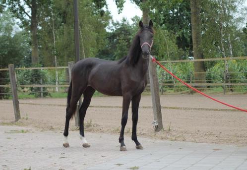 Lieve jaarling hengst (Powerbank x Glamourdale), Dieren en Toebehoren, Paarden, Hengst, Onbeleerd, Minder dan 160 cm, 0 tot 2 jaar