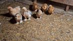 Brahma kuikens, Dieren en Toebehoren, Geslacht onbekend, Kip