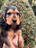 Prachtige Cockapoo pups in meerdere kleuren., Dieren en Toebehoren, Honden | Retrievers, Spaniëls en Waterhonden, Nederland, Overige rassen