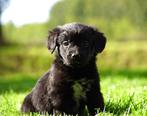 Golden Retriever x Friese Stabij pups met vleugje Labrador, Nederland, Overige rassen, 8 tot 15 weken, CDV (hondenziekte)
