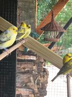 Te koop Top London Fancy Kanaries, Meerdere dieren, Postuurkanarie