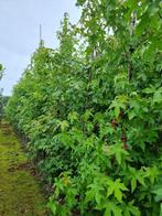 Amberboom | Liquidambar Styraciflua, Tuin en Terras, Planten | Bomen, Overige soorten, Volle zon, Herfst, Ophalen