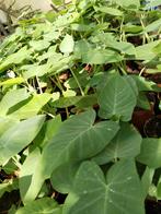 Surinaamse Tajerblad, bitawirie ,Sopropo planten., Tuin en Terras, Planten | Tuinplanten, Volle zon, Groenteplanten, Eenjarig