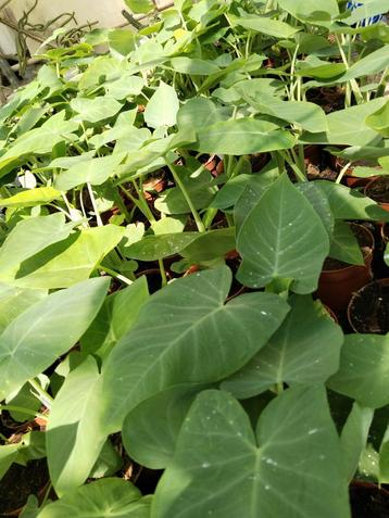 Surinaamse Tajerblad, bitawirie ,Sopropo planten.  beschikbaar voor biedingen