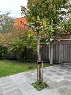 Jonge Plataan Dakboom, Tuin en Terras, Planten | Bomen, Bloeit niet, 100 tot 250 cm, Dakboom, Ophalen