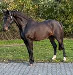 3-jarige merrie – springpaard (Cohinoor x Emir), Dieren en Toebehoren, Paarden, Merrie, Springpaard, Gechipt, 3 tot 6 jaar