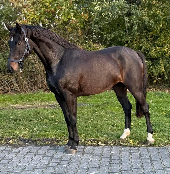 3-jarige merrie – springpaard (Cohinoor x Emir), Dieren en Toebehoren, Paarden, Merrie, Onbeleerd, 160 tot 165 cm, 3 tot 6 jaar