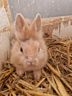 Babykonijnen, Dieren en Toebehoren, Konijnen, Geslacht onbekend, Klein, 0 tot 2 jaar