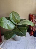 Kunstplant H40 cm, Ophalen, Zo goed als nieuw