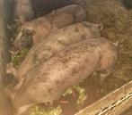 Mooie varkens te koop, Mannelijk, Geit