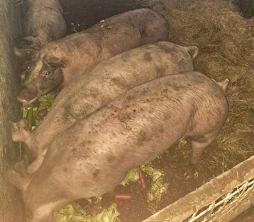 Mooie varkens te koop beschikbaar voor biedingen