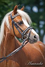 Lieve Welsh B ruin en super Welsh A menpony (nwe advertentie, Dieren en Toebehoren, Pony's, Ruin, Gechipt, B pony (1.17m tot 1.27m)