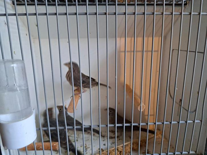 Mexicaanse Roodmussen 4 poppen, Dieren en Toebehoren, Vogels | Overige Vogels, Tropenvogel, Vrouwelijk, Geringd