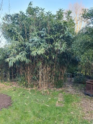 Bamboeplanten - Snel & Langzaam Groeiend beschikbaar voor biedingen