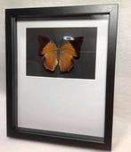 Vlinder in lijst, Ophalen of Verzenden, Nieuw, Insect, Opgezet dier