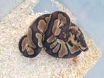 1.1 python regius koningspython, Dieren en Toebehoren, Slang, 0 tot 2 jaar