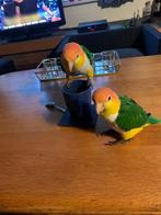 2 tamme roestkop caique s 4 en 5 jaar, Dieren en Toebehoren, Papegaai, Pratend