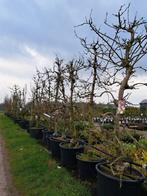 Oude fruitbomen, laagstam appel peer pruim kers stoofpeer, Lente, Halfschaduw, Appelboom, 250 tot 400 cm