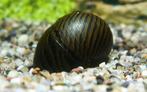 Hobbyaquarium Neritina turrita / Zebra sprintslak / Renslak., Slak of Weekdier, Zoetwatervis, Schoolvis